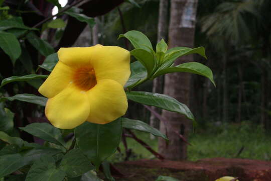 Image of golden trumpet