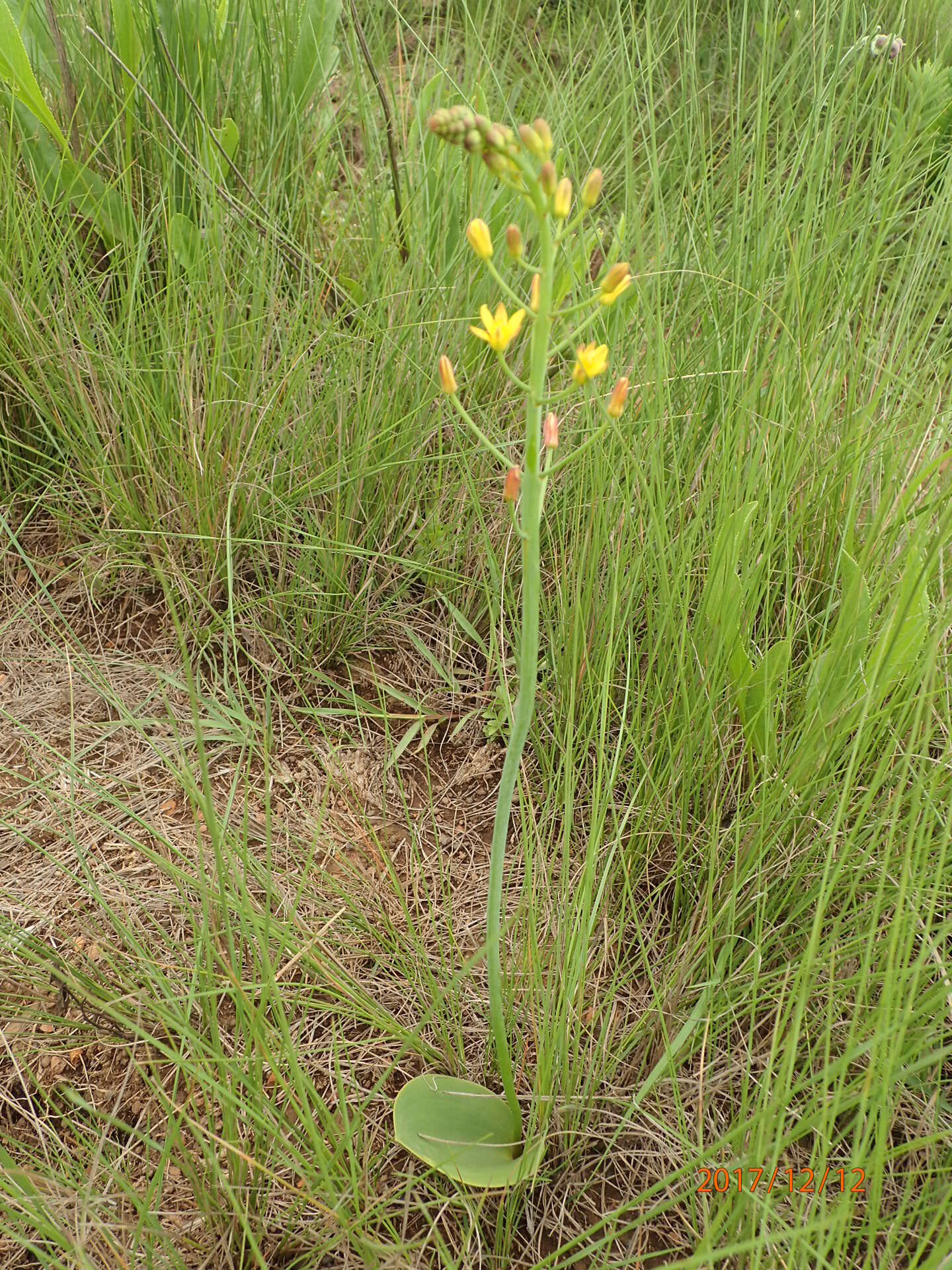 Image of Eriospermum mackenii subsp. mackenii