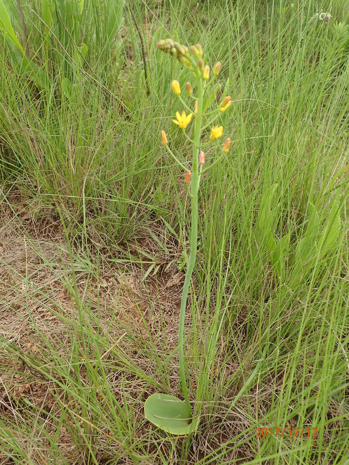 Слика од Eriospermum mackenii subsp. mackenii