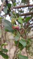 Image of Green-leaved wormbush