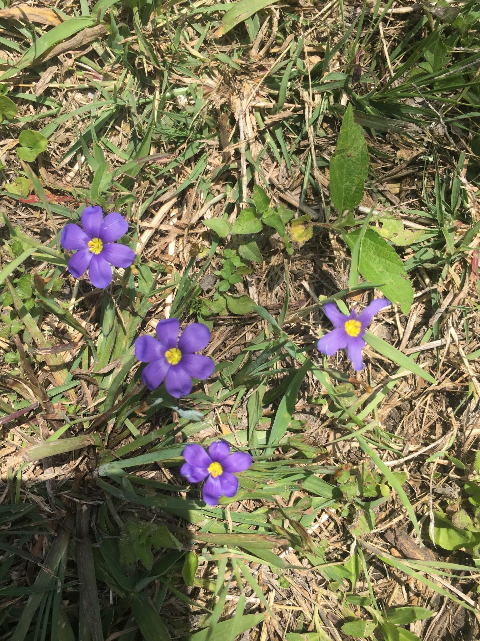 Sisyrinchium ensigerum E. P. Bicknell的圖片