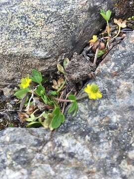 Image of pygmy buttercup