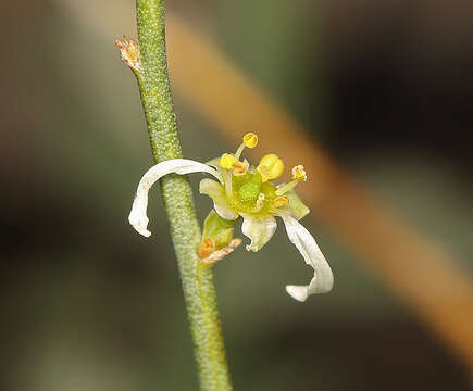 Image de Glossopetalon spinescens var. aridum M. E. Jones