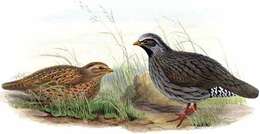 Image of Himalayan Quail