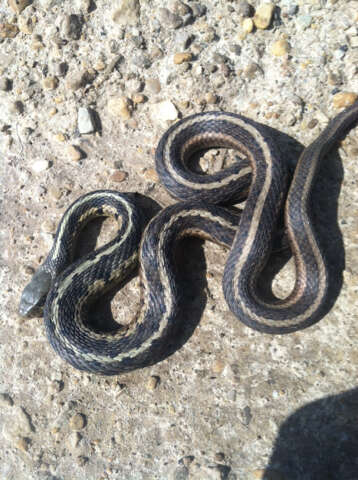 Image of Thamnophis sirtalis sirtalis (Linnaeus 1758)