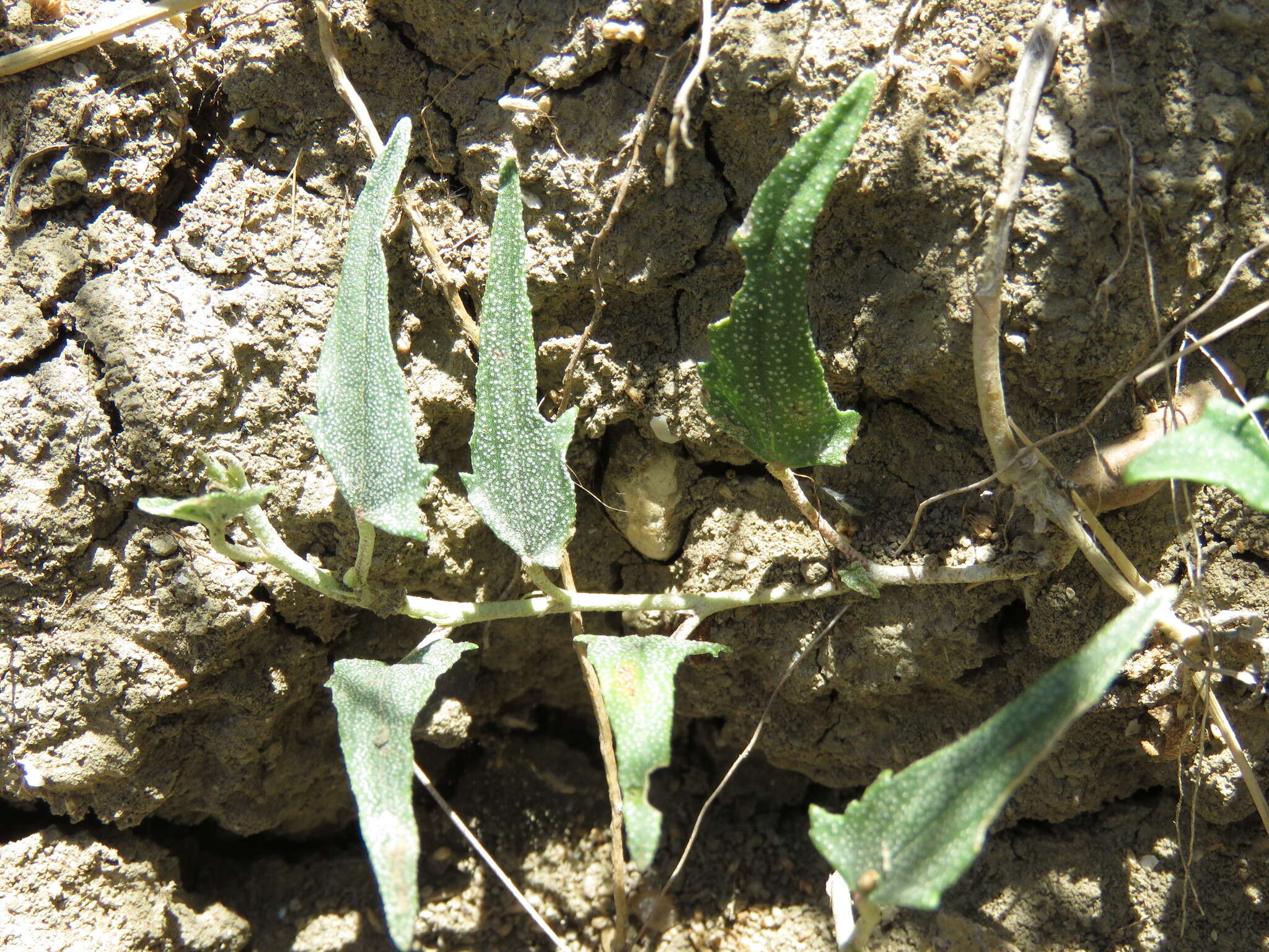 Image of arrowleaf mallow