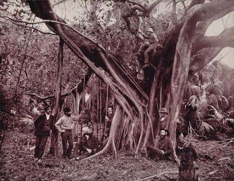 Image of Florida strangler fig