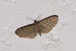 Imagem de Eupithecia haworthiata Doubleday 1856