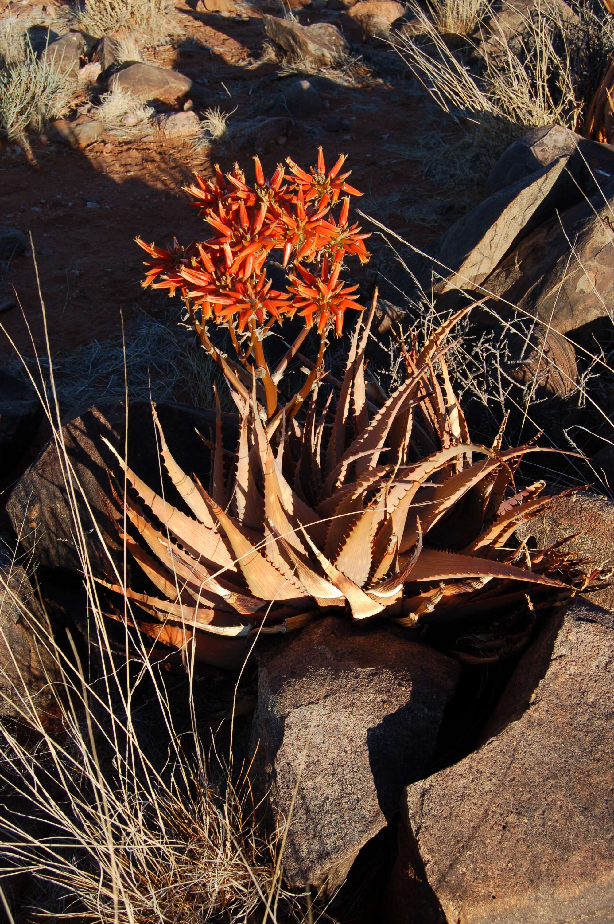 Image of Aloe hereroensis Engl.