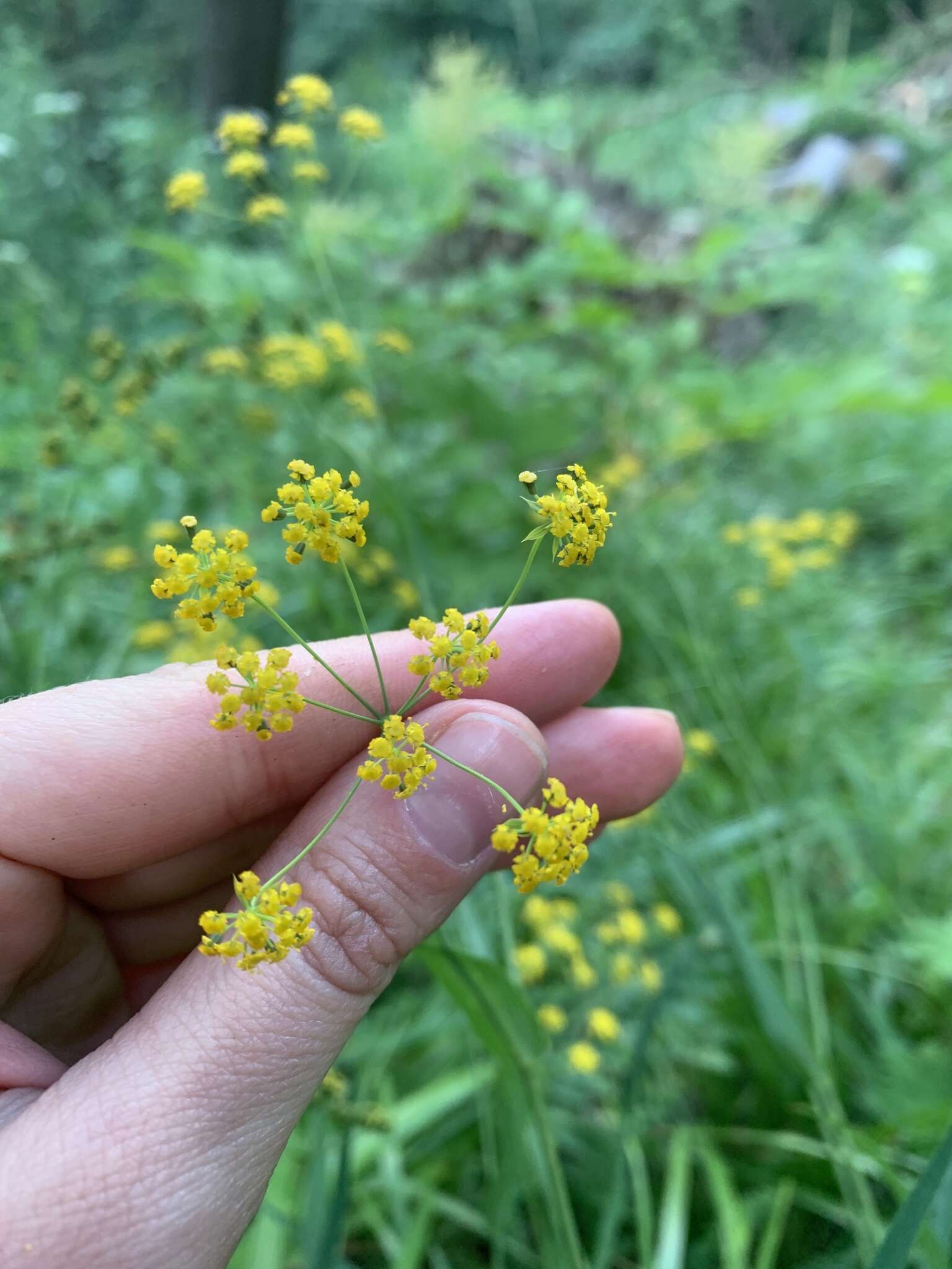 Bupleurum polyphyllum Ledeb. resmi