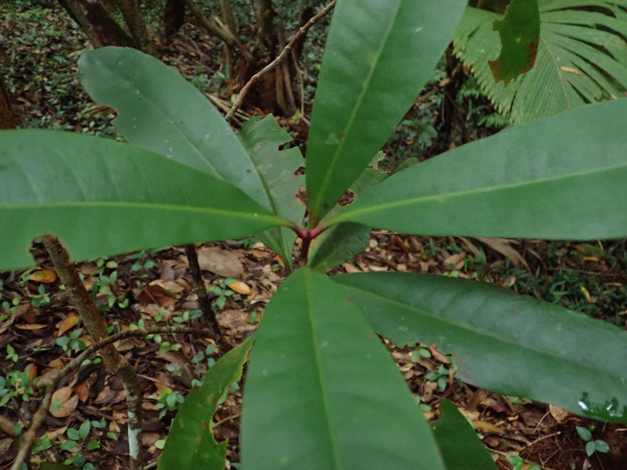 Image of Ixora pudica Baker