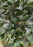 Image de Quetzal doré