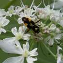 Слика од Grypocoris stysi (Wagner 1968)