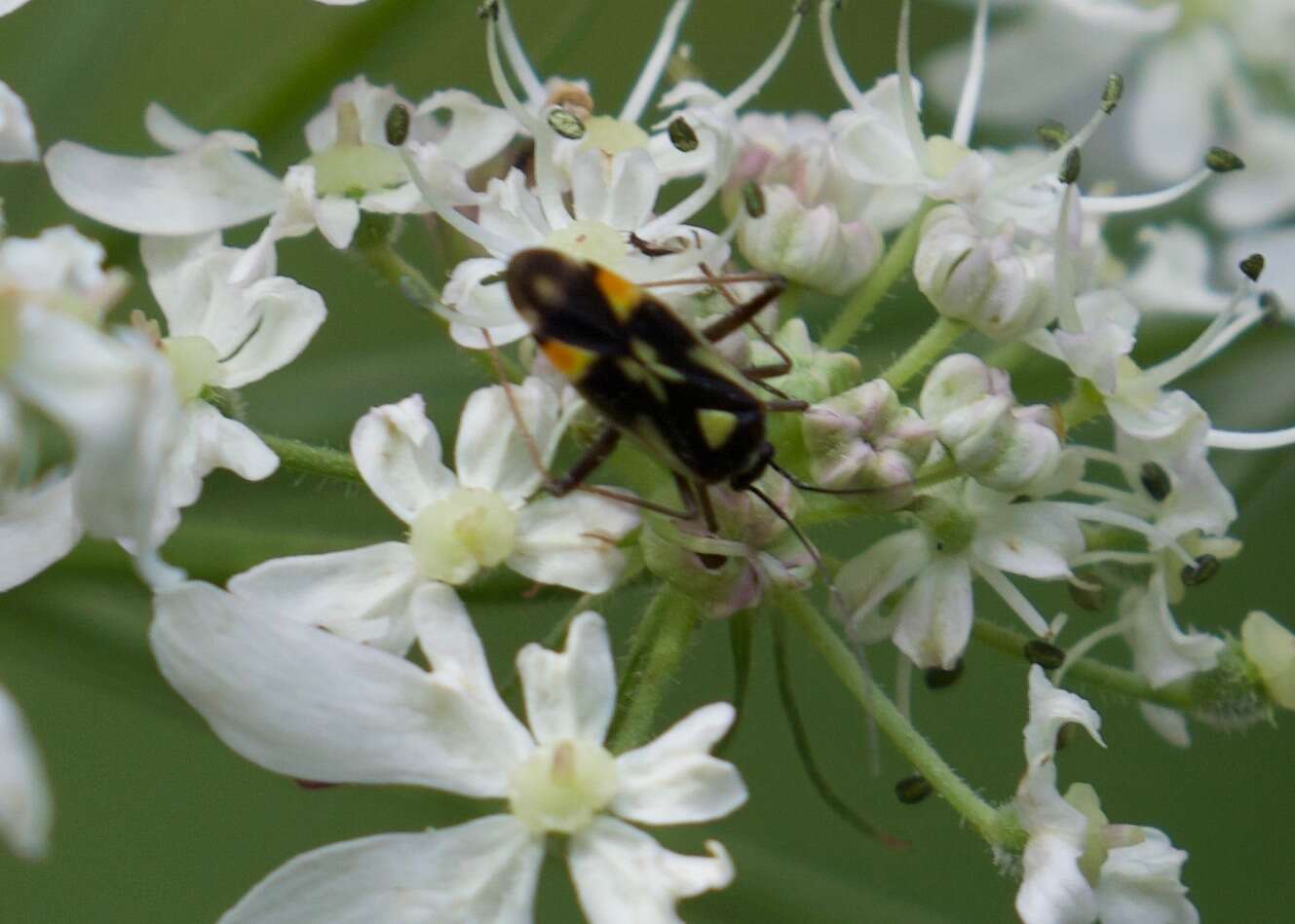 Image of Grypocoris stysi (Wagner 1968)