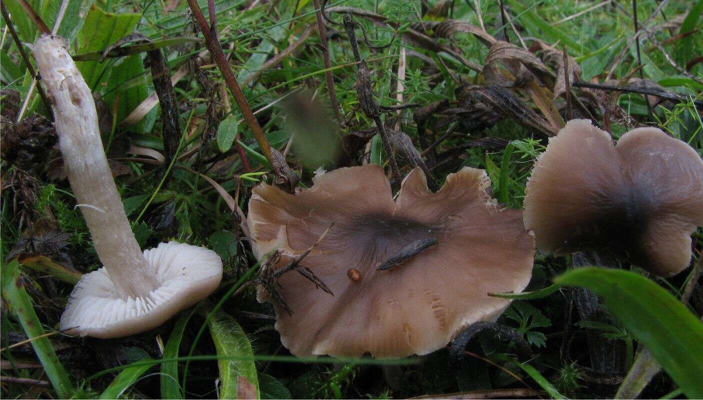 Image of Dermoloma cuneifolium (Fr.) Singer ex Bon 1986