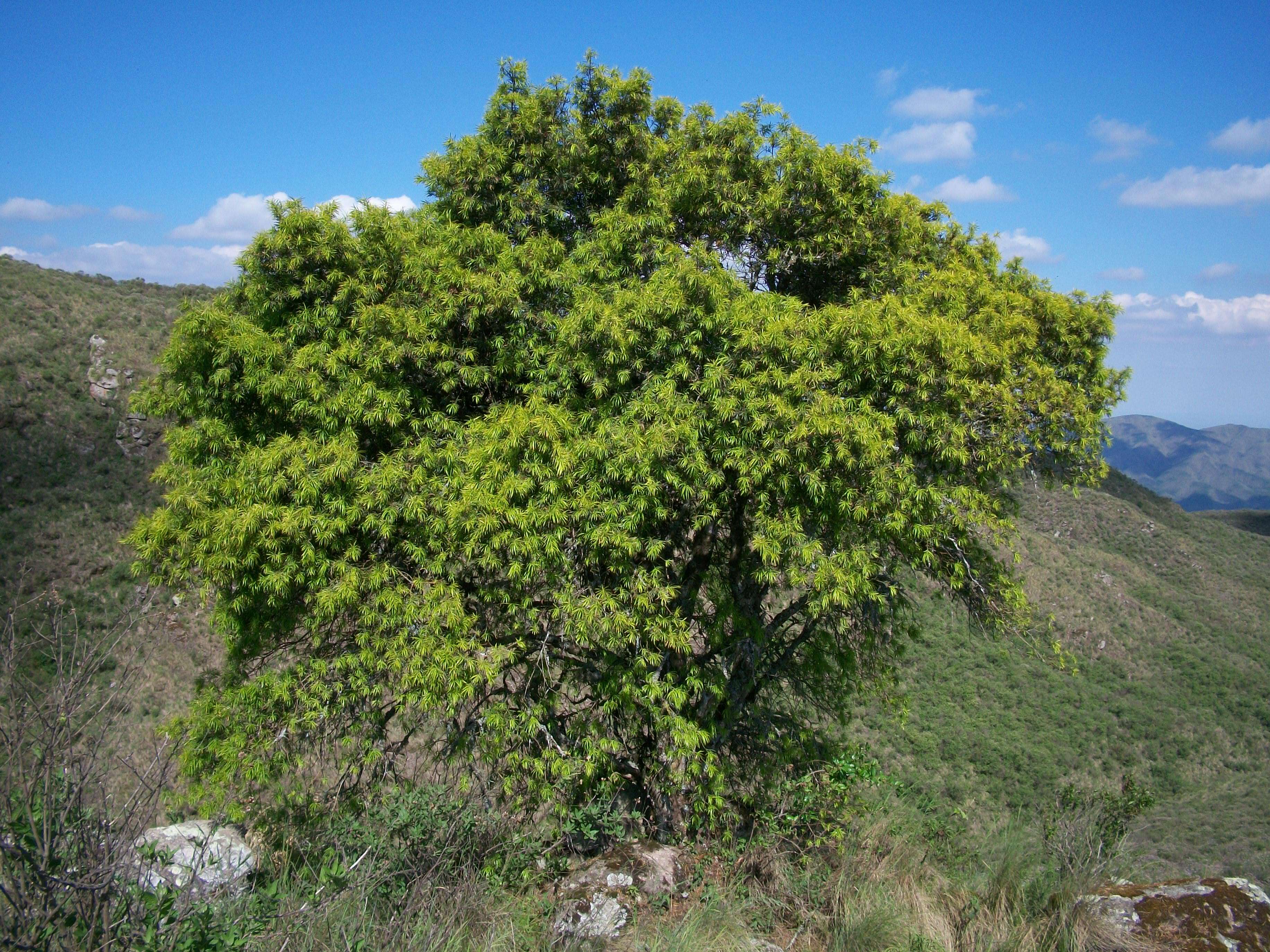 Image of Pino Blanco