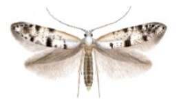 Image of American thuja shoot moth