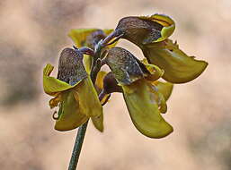 Image of Lotononis acocksii B.-E. van Wyk