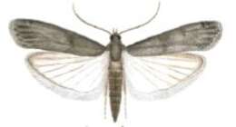 Image of Mediterranean Flour Moth