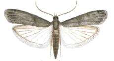 Image of Mediterranean Flour Moth