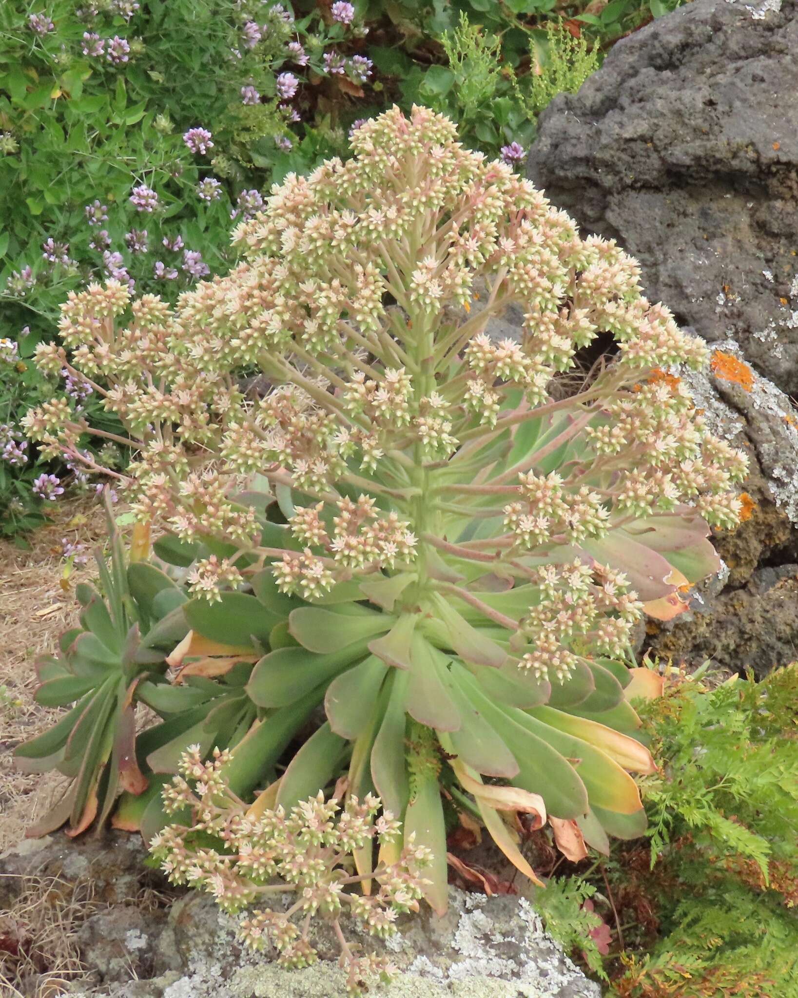 Image of Aeonium davidbramwellii H. Y. Liu