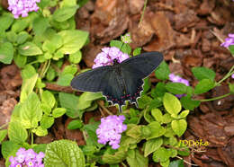 صورة Parides bunichus (Hübner 1821)