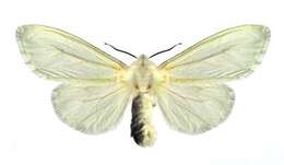 Image of Hyphantria Harris 1841