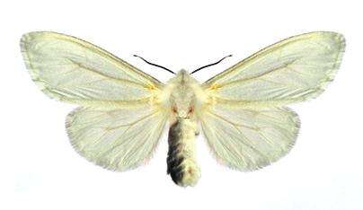 Image of Hyphantria Harris 1841