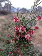 Image of Grevillea lanigera A. Cunn. ex R. Br.