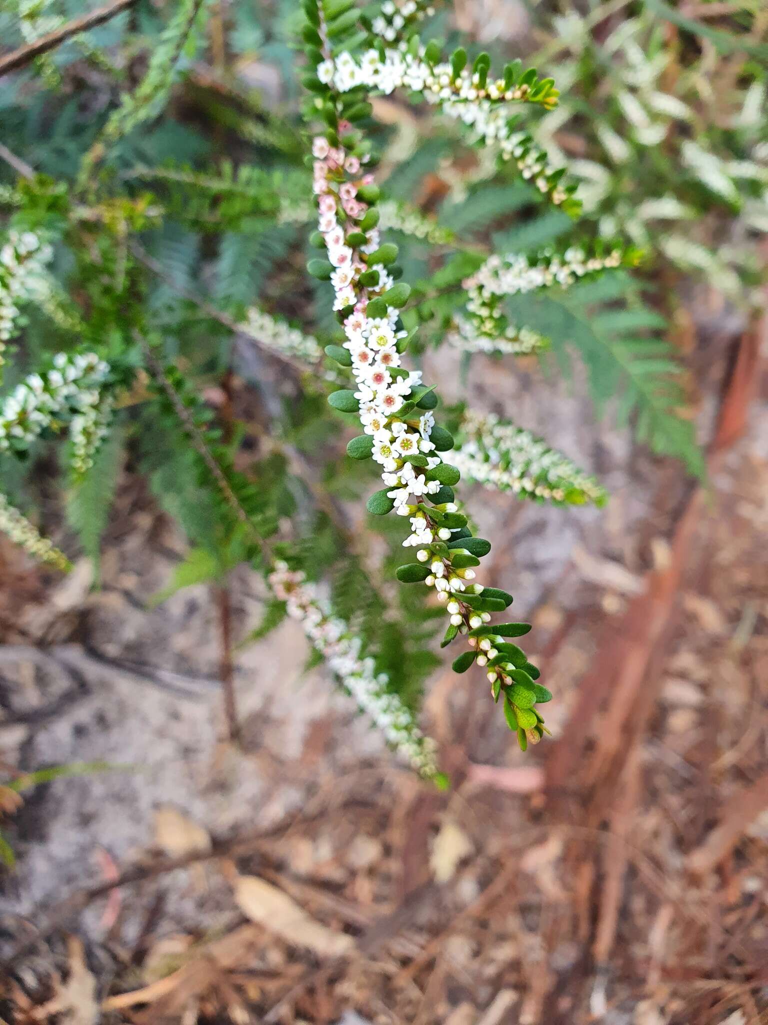 Thryptomene micrantha Hook. fil. resmi