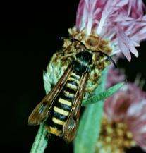 Image of Raspberry Clearwing