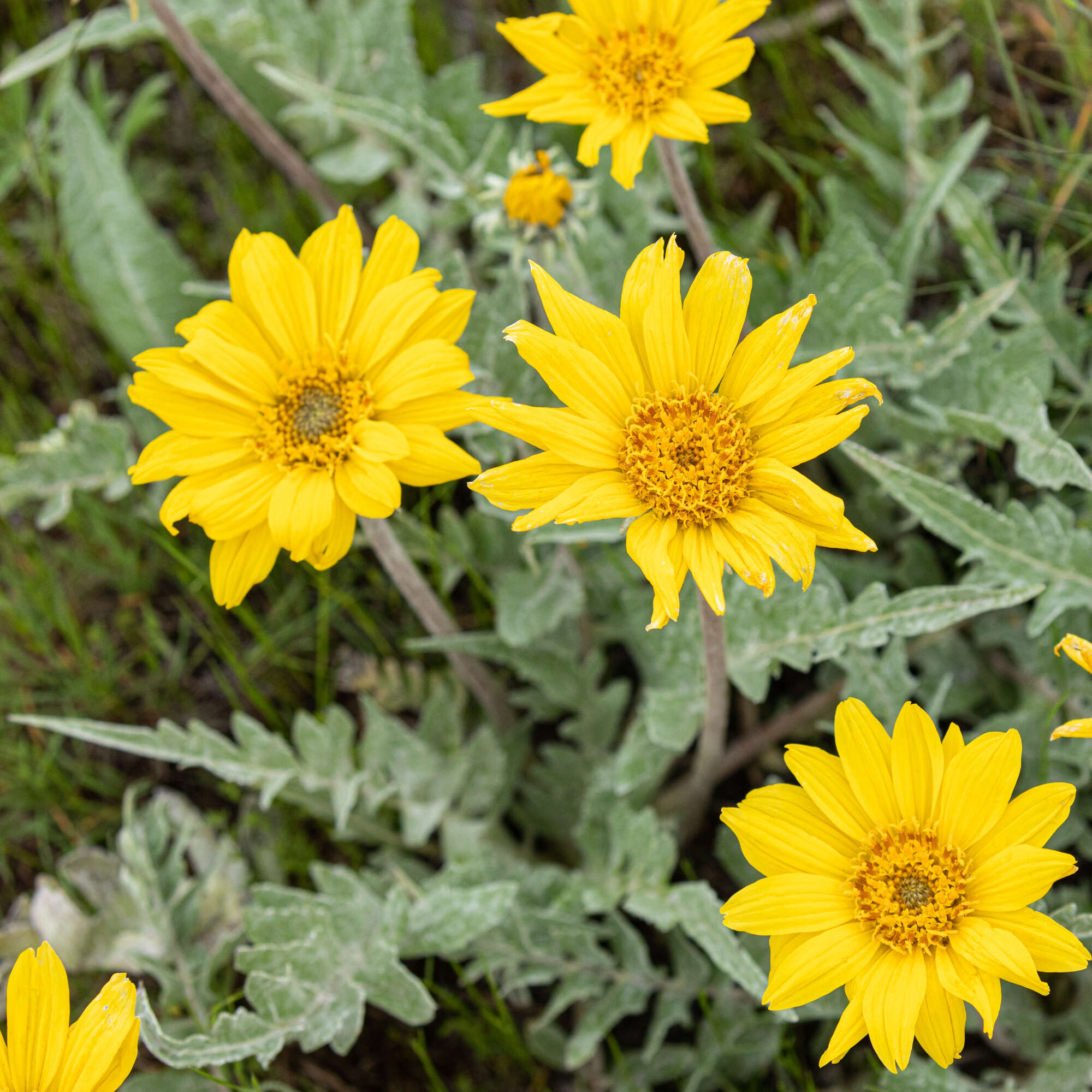 Imagem de Balsamorhiza incana Nutt.