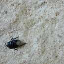 Image of Black burrowing bug