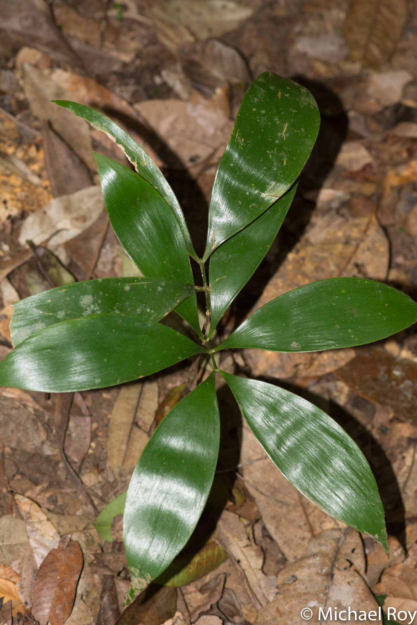 Image of Zamia cunaria Dressler & D. W. Stev.