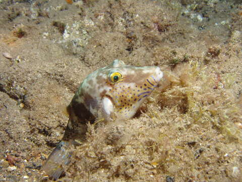 Image of Macaronesian Sharpnose-puffer