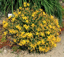 Image of St John's-wort