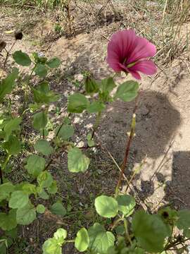 Image of Malope trifida Cav.