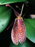 Plancia ëd Restrepia elegans H. Karst.