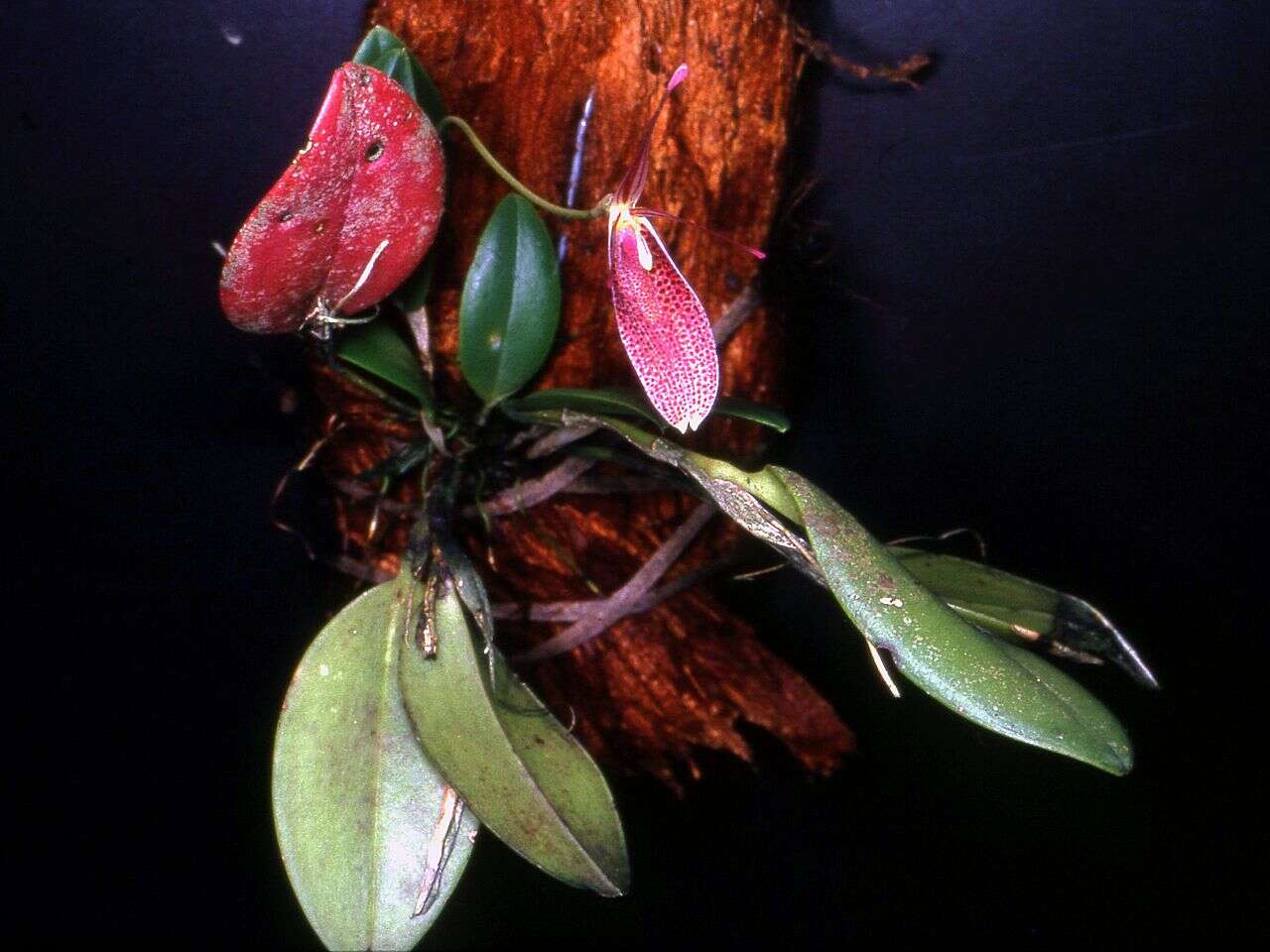 Image of Orchid