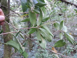 Image of Dracaena laxissima Engl.