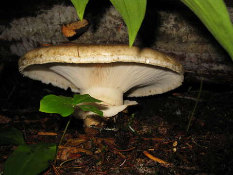 Image of Imperial Cap