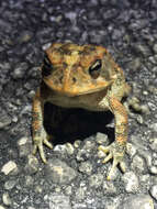 Image of Southern Toad