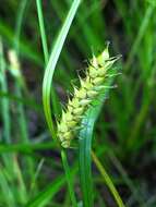 Imagem de Carex vesicaria L.