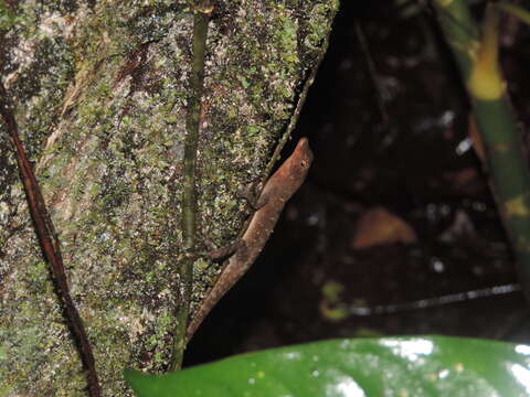 Image of Tropical Anole