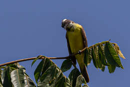 صورة Myiozetetes similis pallidiventris Pinto 1935