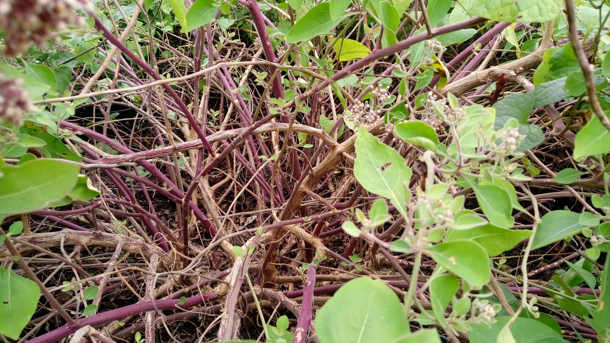 Sivun Salpianthus arenarius Humb. & Bonpl. kuva