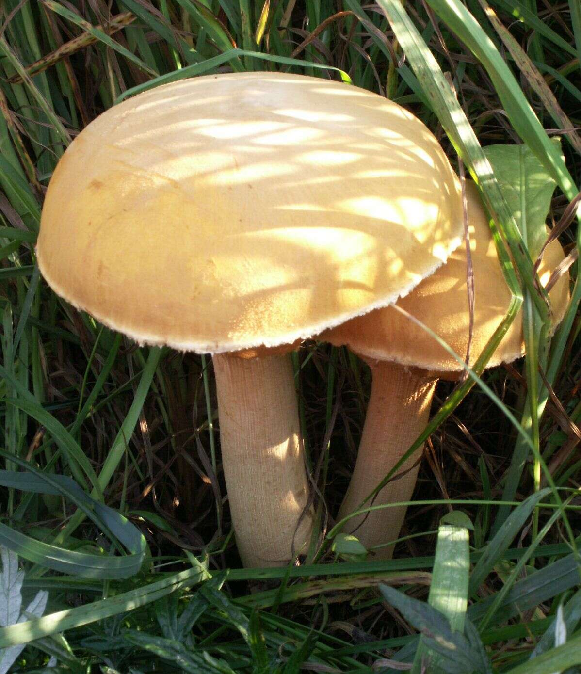 Image of Phaeolepiota