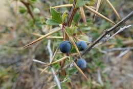 Image of Berberis grevilleana Gill.