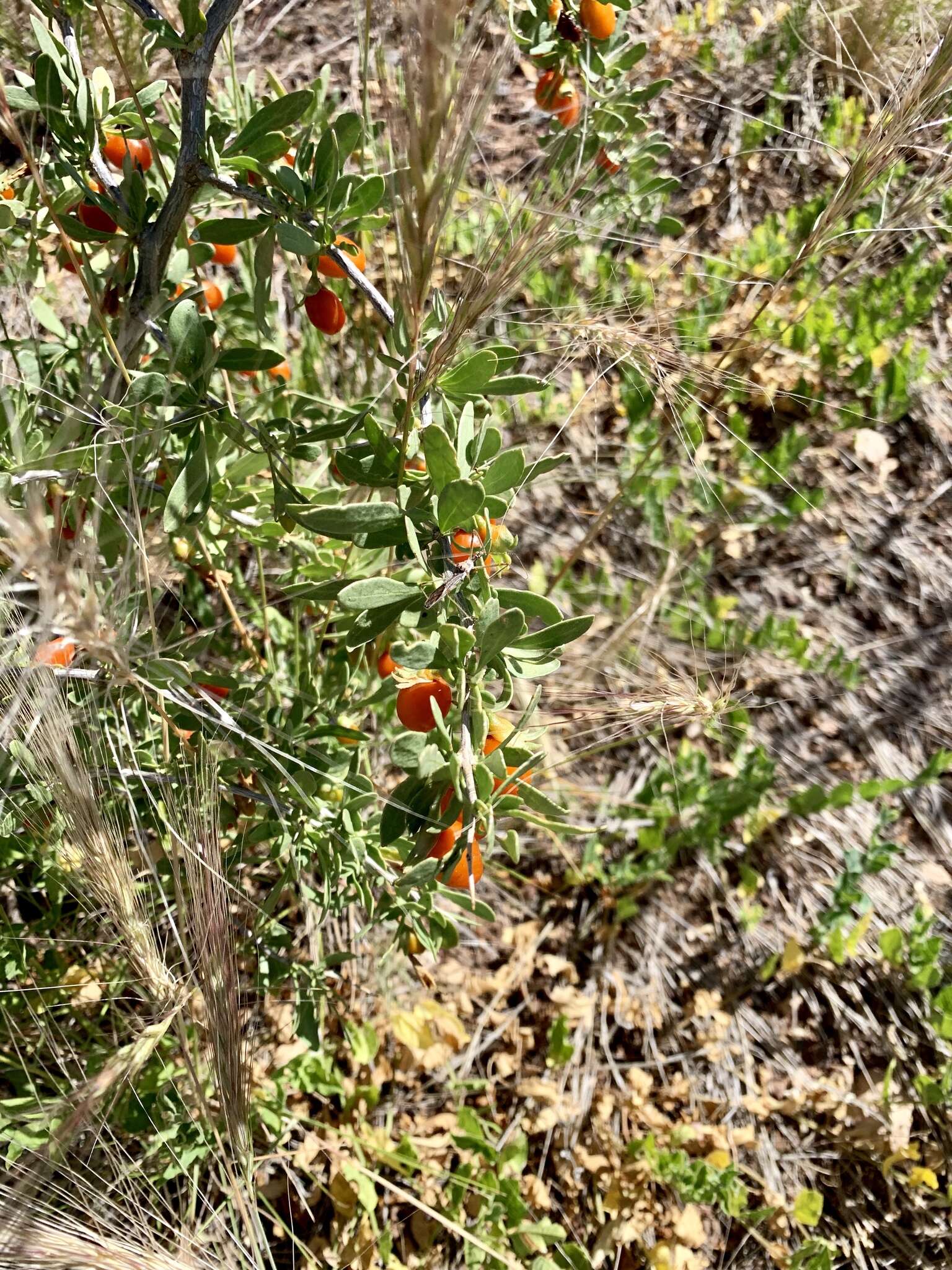 Image of pale desert-thorn