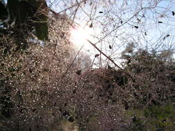 Image of European smoketree